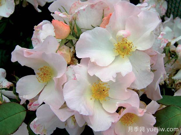 莎莉福爾摩斯月季的優(yōu)缺點是什么？(圖1)