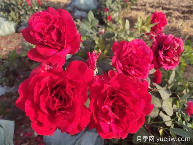 薩曼莎月季的優(yōu)缺點是什么？(圖2)