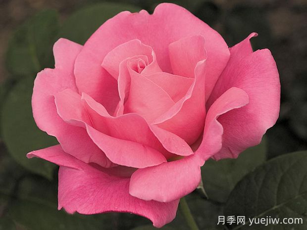 香歡喜月季的優(yōu)缺點(diǎn)是什么？(圖1)