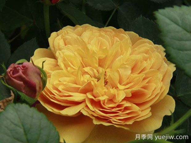 利亞圖圖月季的優(yōu)缺點(diǎn)是什么？(圖1)