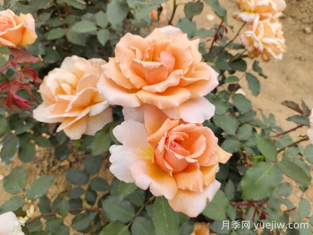 杰斯塔喬伊月季的優(yōu)缺點(diǎn)是什么？(圖1)