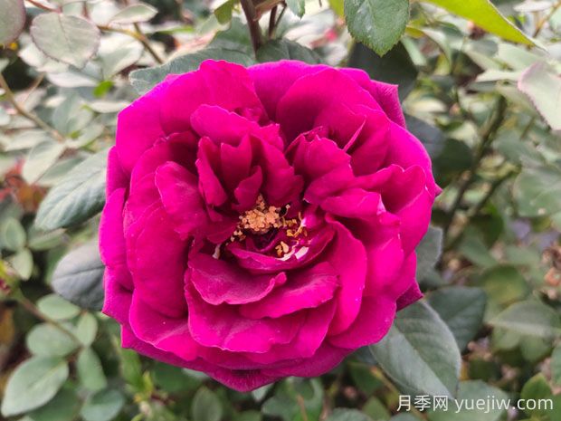 皇宮月季的優(yōu)缺點(diǎn)是什么？(圖1)