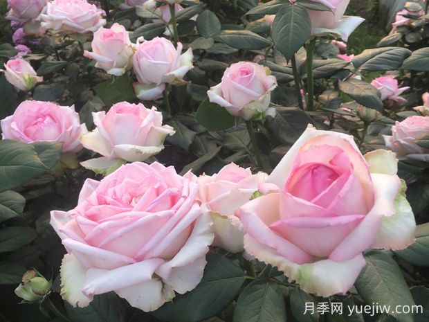 樂天派月季優(yōu)缺點有哪些？(圖1)