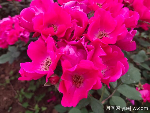 小桃紅月季的優(yōu)缺點(diǎn)是什么？(圖1)