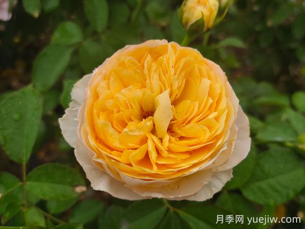 朱麗葉月季值不值得種，有啥優(yōu)缺點(圖1)