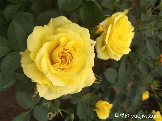 金繡娃月季的優(yōu)缺點是什么？(圖1)