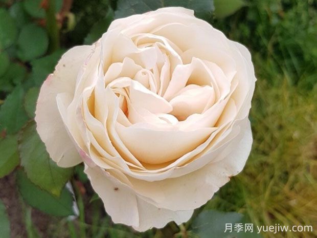 比利時公主月季的優(yōu)缺點是什么？(圖1)