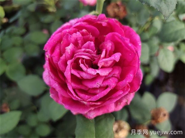 雙人芭蕾月季的優(yōu)缺點(diǎn)是什么？(圖1)