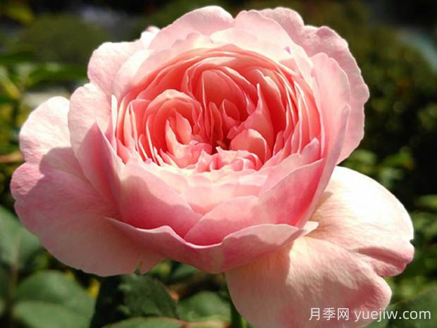 環(huán)月季的優(yōu)缺點(diǎn)是什么？(圖1)