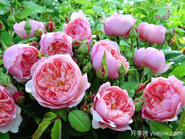 安尼克城堡月季的優(yōu)缺點(diǎn)是什么？(圖1)
