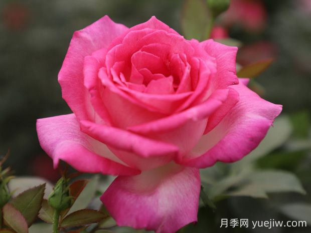 甜蜜的夢(mèng)月季的優(yōu)缺點(diǎn)是什么？(圖1)