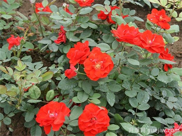 橘紅潮月季的優(yōu)缺點是什么？(圖1)