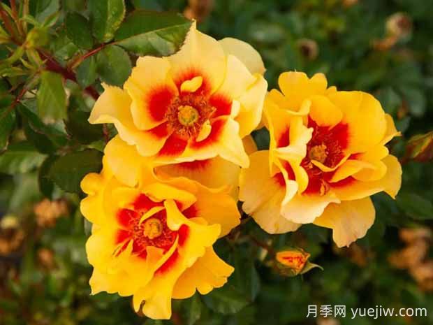 霞舞月季的優(yōu)缺點(diǎn)是什么？(圖1)