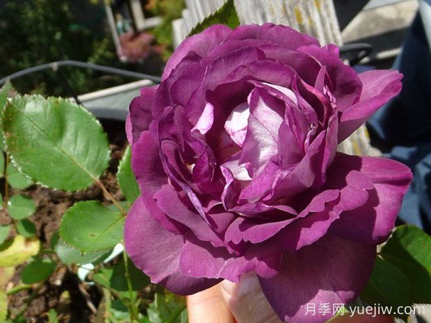 哈德斯菲爾德合唱團月季的優(yōu)缺點是什么？(圖1)