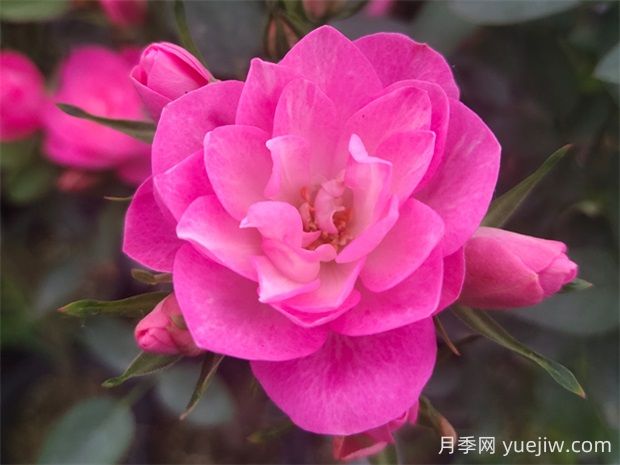 天荷繁星月季的優(yōu)缺點是什么？(圖1)