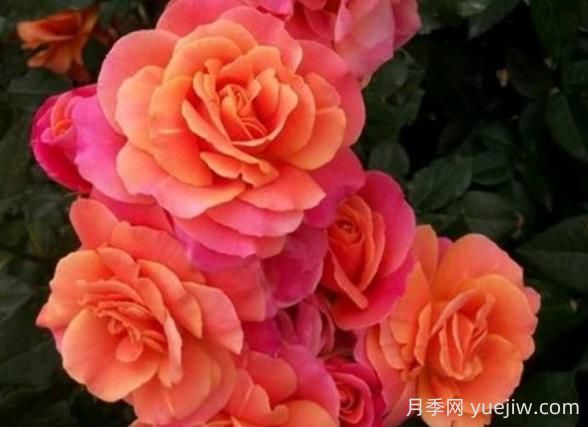 迪士尼樂(lè)園月季的優(yōu)缺點(diǎn)是什么？(圖1)