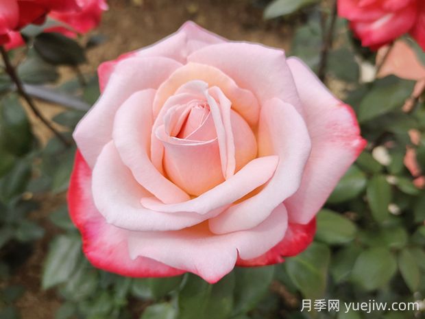 丹頂月季的優(yōu)缺點(diǎn)是什么？(圖1)
