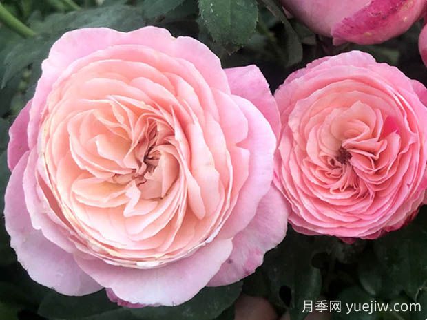 環(huán)美空月季的優(yōu)缺點是什么？(圖1)