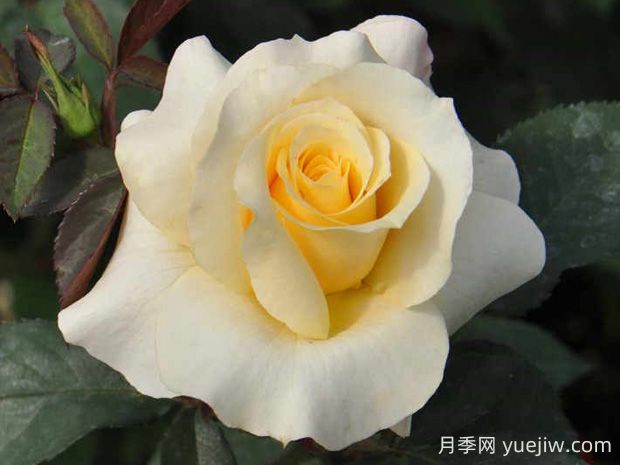 晴空月季的優(yōu)缺點(diǎn)是什么？(圖1)