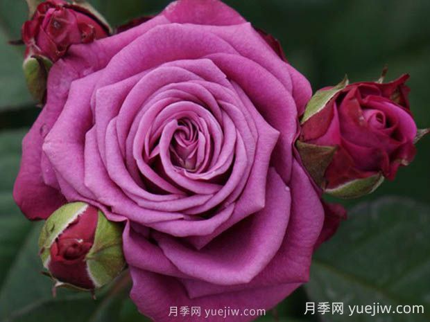 冥王星陽臺(tái)月季的優(yōu)缺點(diǎn)是什么？(圖1)