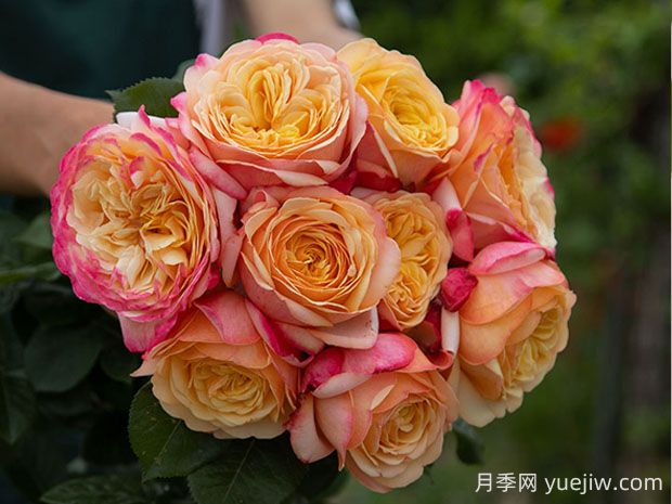 卡普里月季的優(yōu)缺點是什么？(圖1)