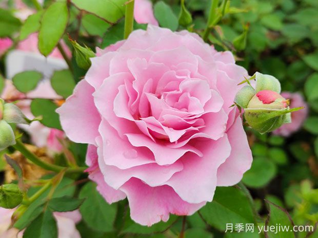 達芙妮月季的優(yōu)缺點是什么？(圖1)