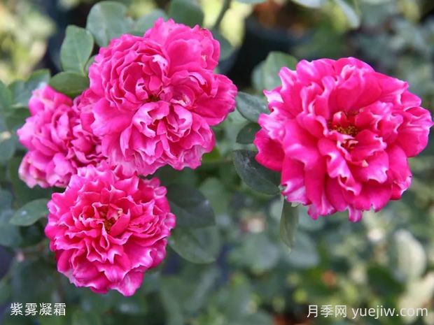 紫霧凝霜月季的優(yōu)缺點(diǎn)是什么？(圖1)