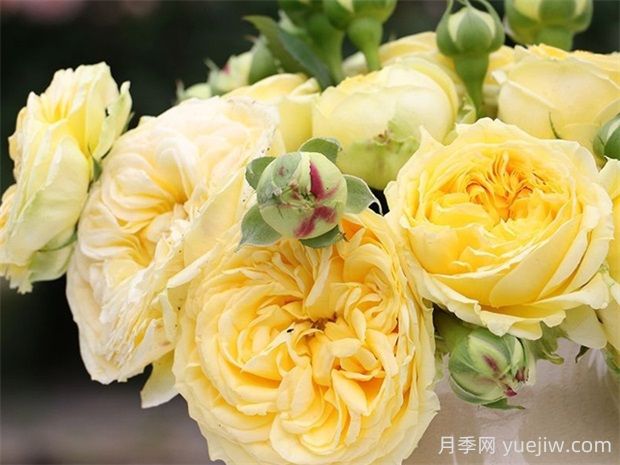 卡特琳娜月季的優(yōu)點(diǎn)是什么？(圖1)