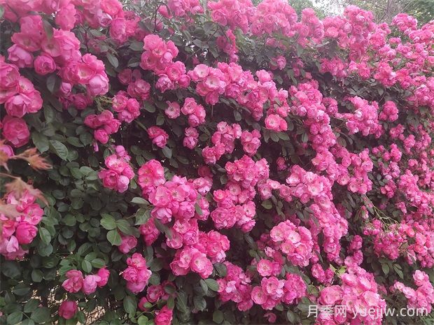 安吉拉月季的優(yōu)缺點是什么？(圖2)