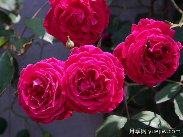 軟香紅月季的優(yōu)缺點(diǎn)是什么？(圖1)