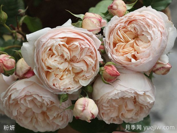 粉妍月季的優(yōu)缺點是什么？(圖1)
