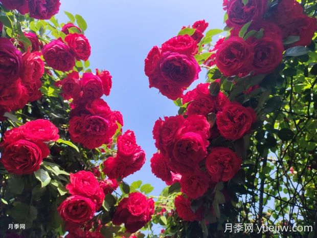 佛羅倫蒂娜月季的優(yōu)缺點(diǎn)是什么？(圖1)
