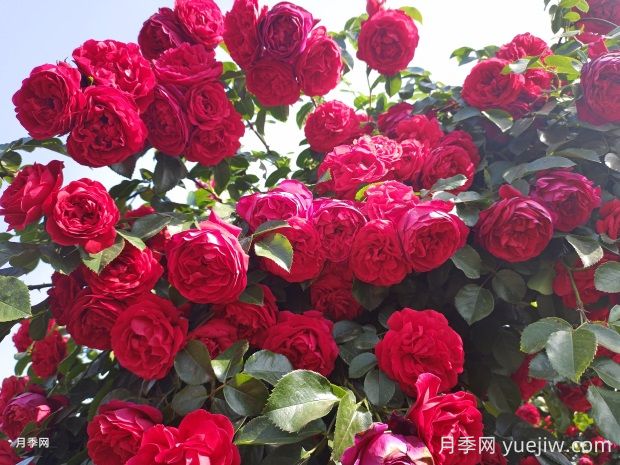 佛羅倫蒂娜月季的優(yōu)缺點(diǎn)是什么？(圖2)