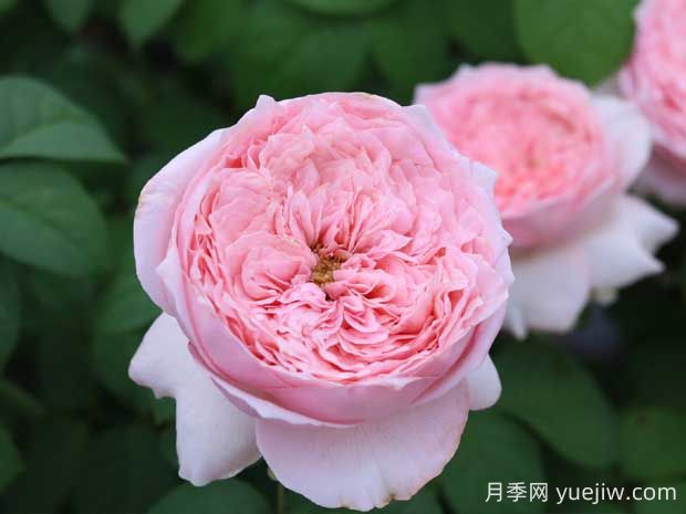 微醺月季的優(yōu)缺點(diǎn)是什么？(圖1)