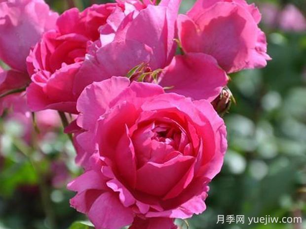 粉云月季的優(yōu)缺點(diǎn)是什么？(圖1)