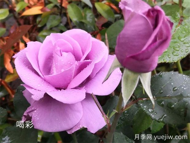 喝彩月季的優(yōu)缺點是什么？(圖1)