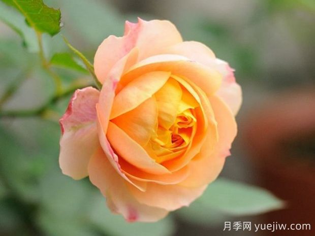 推薦6個值得入手的濃香大花月季品種(圖5)
