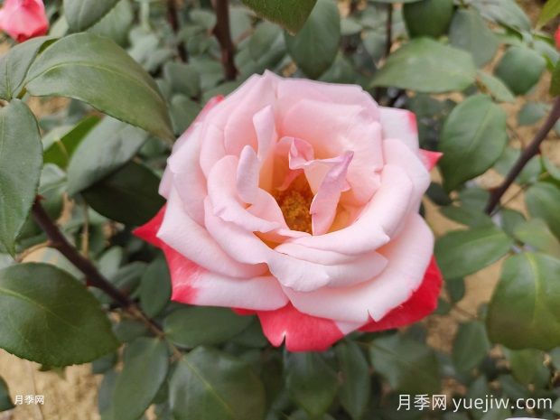 月季名園：洛陽隋唐城遺址植物園月季園(圖1)