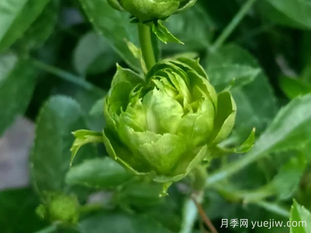 推薦10種美麗的綠色系月季，唯美清新，多款國月(圖3)