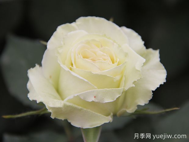 推薦10種美麗的綠色系月季，唯美清新，多款國月(圖6)