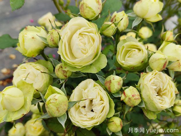 推薦10種美麗的綠色系月季，唯美清新，多款國月(圖8)