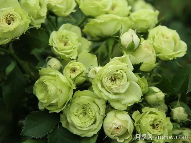推薦10種美麗的綠色系月季，唯美清新，多款國月(圖9)
