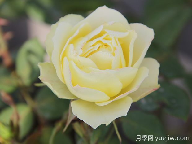 推薦6種綠色系月季品種，清新脫俗，難得一見(jiàn)(圖2)