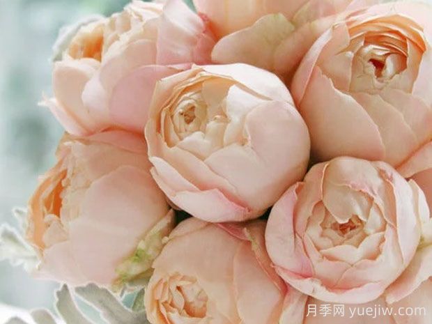 推薦10種杏色系月季品種，朵朵命中你(圖6)