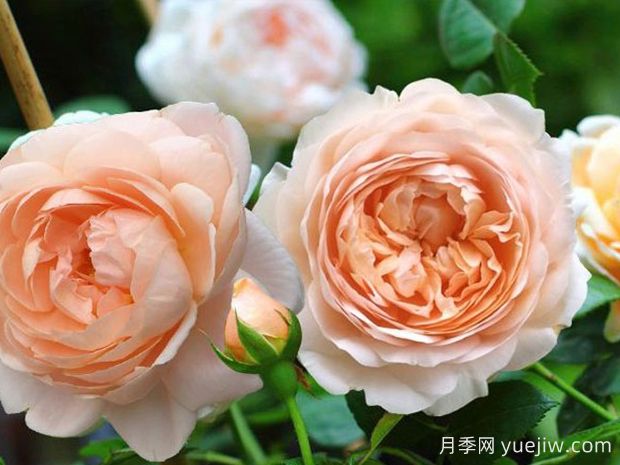 推薦10種杏色系月季品種，朵朵命中你(圖5)
