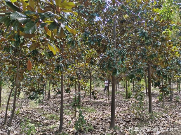 廣玉蘭越長越禿頂，問題究竟出在哪兒？(圖1)
