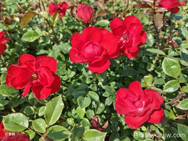 夏天養(yǎng)月季花害怕4種水，會(huì)把花澆死(圖1)