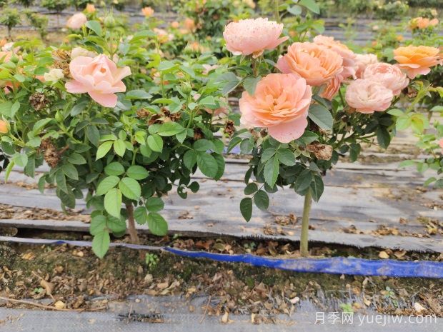 怎樣提高苗木成活率？ 花木嫁接注意事項(xiàng)(圖1)