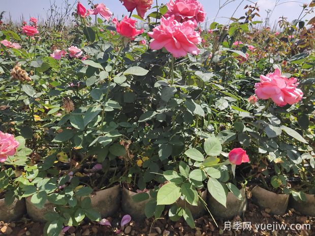 導(dǎo)致盆栽大花月季苗爛根的要素有什么？(圖1)