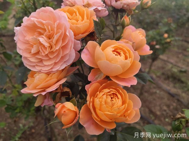 如何栽培適合初學者的月季花品種？(圖1)